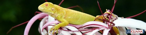 Albino Iguana