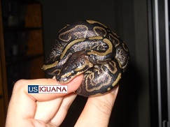 A ball python