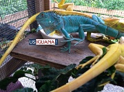 Blue Iguana